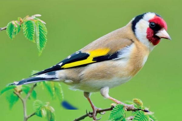 الفقيه بنصالح. إحباط عملية تهريب 720 طائر من نوع الحسون