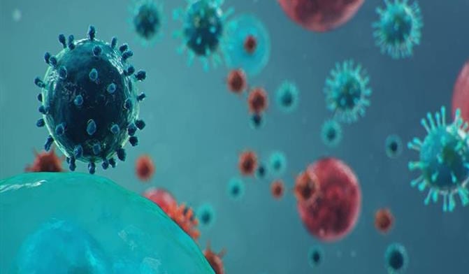 العلماء يعرضون كيف يتكاثر فيروس كورونا