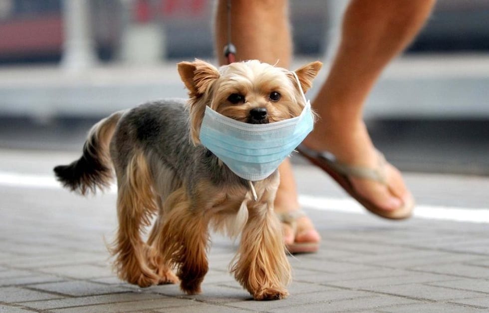 إصابة أول كلب بفيروس كورونا في هذه الدولة العربية