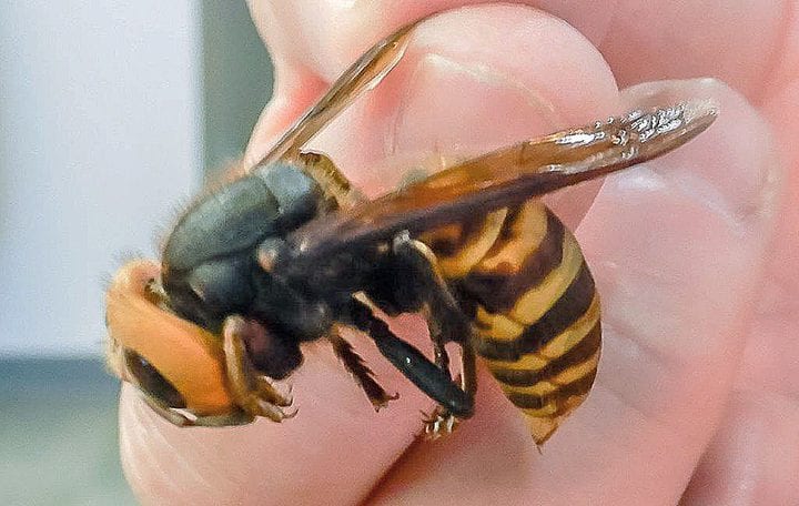 دراسة.  تحذر من غزو الدبابير الآسيوية العملاقة للعالم    