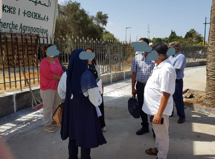 نخلة بشارع النصر بالرباط تستنفر السلطات المحلية ومجلس المدينة