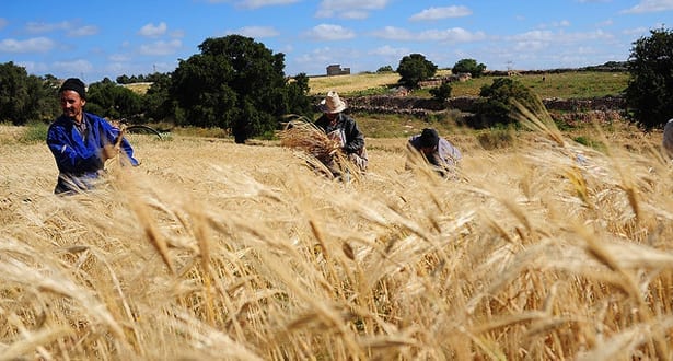 الإنتاج النهائي من الحبوب بلغ 32 مليون قنطار برسم الموسم 2019-2020