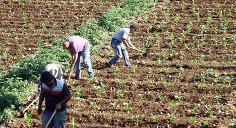 وزارة الفلاحة تتوقّع إنتاجا يُلبّي احتياجات الإستهلاك والتّصدير من الزراعات الخريفية