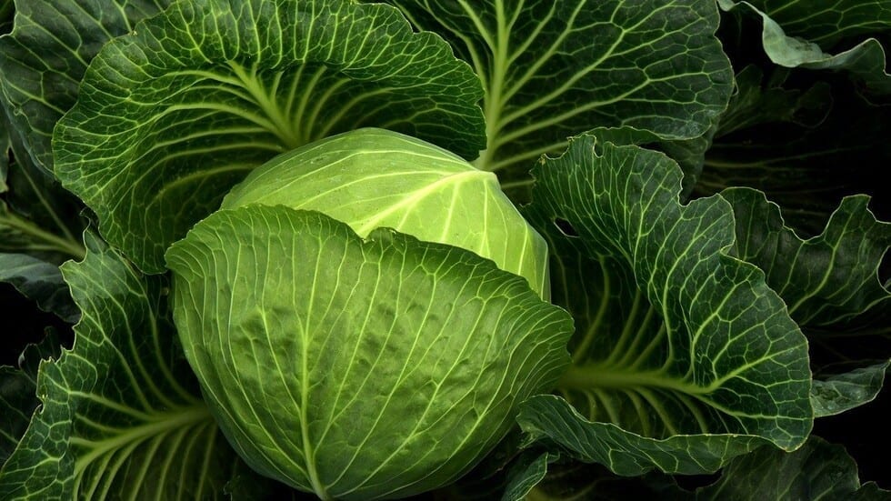 ماذا يحدث للجسم عند تناول عصير الملفوف بانتظام؟