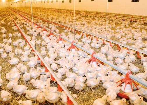 مهنيو تربية الدواجن يشكفون أسباب إرتفاع أسعار لحومها خلال شتنبر