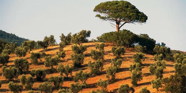 يهم الخبراء المغاربة. إنتاج زيت الزيتون في إيطاليا تحت رحمة بكتيريا قاتلة