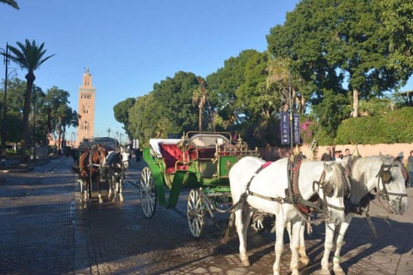 مراكش. جولة ثانية على متن “عربات الخيول” للتحسيس بأهمية الإقلاع السياحي