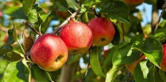 زراعة أشجار التفاح.. دينامية اقتصادية هامة في جهة درعة-تافيلالت