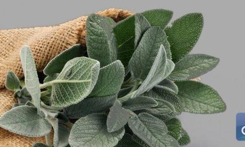 علماء.. مشروب يوقف نشاط فيروس كورونا