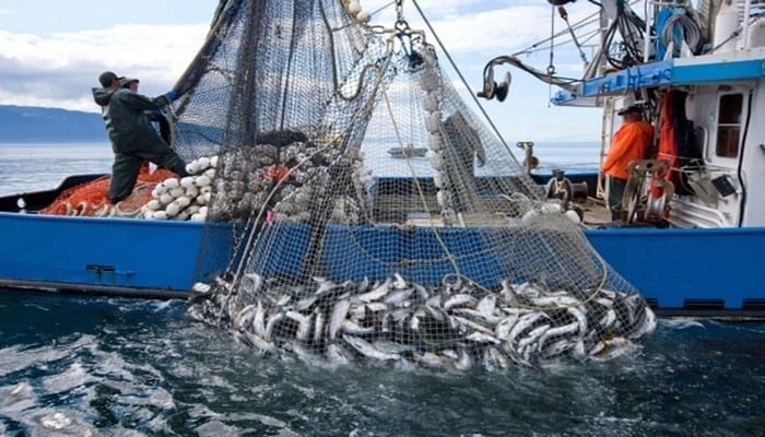 الصيد الساحلي و التقليدي.. تراجع الكميات المفرغة خلال هذه السنة