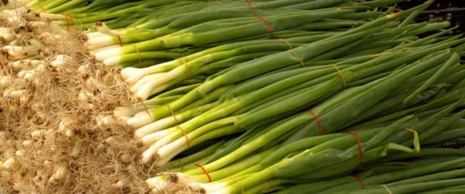 منها تقوية المناعة.. فوائد مذهلة لتناول البصل الأخضر