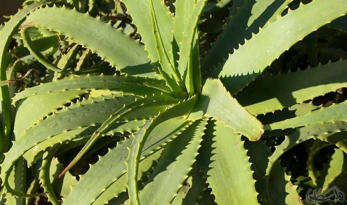 منها الإمساك.. تعرفوا على الفوائد المذهلة لنبتة الصبار 