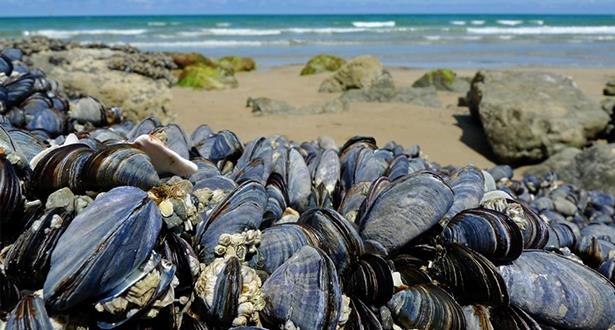 السعدية.. منع جمع وتسويق الصدفيات بمنطقة راس كبدانة