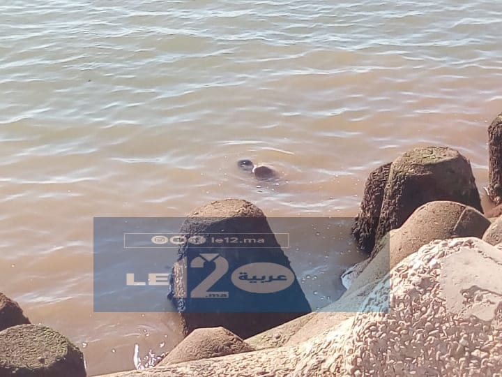 أكادير.. ظهور جثة طافية بـ”مارينا” يستنفر السلطات الأمنية