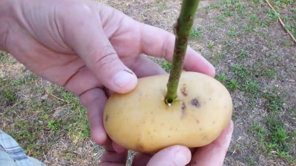 لعشاق الورود.. طريقة بسيطة للحفاظ على الأزهار أطول مدة ممكنة داخل البيت