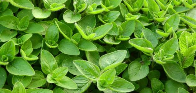 تعرفوا عليها.. أعشاب “سحرية” تعالج مشاكل الرئة والجهاز التنفسي