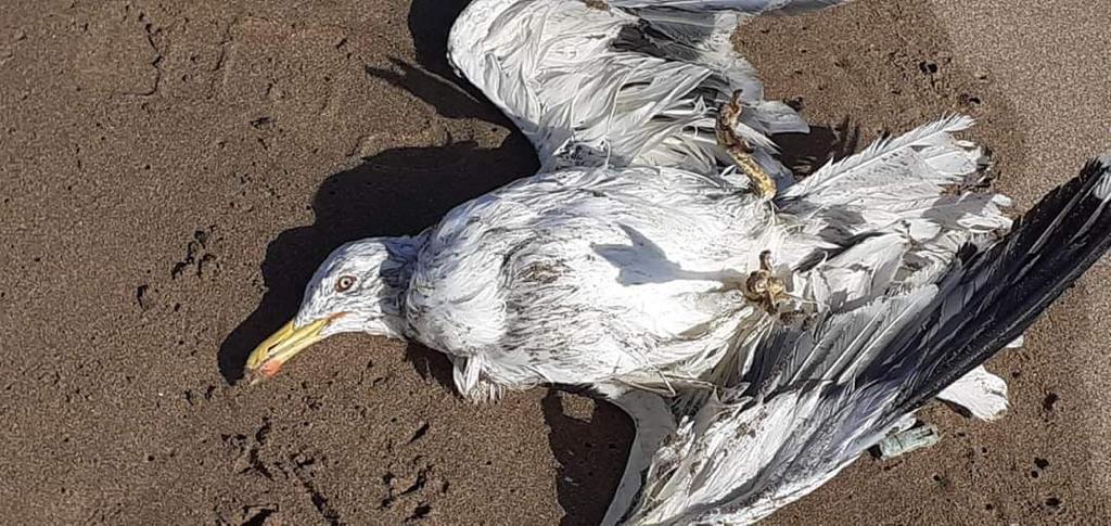 أنباء حول نفوق العشرات من طيور النورس بالمهدية عشية اجتياح فيروس “إتش5 إن1” لمحميات طيور البجع في موريتانيا والسنغال