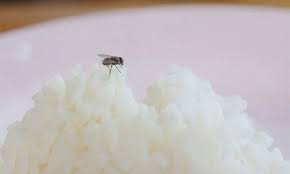 ردوا بالكم.. لا تتناولوا الطعام بعد أن يحطّ الذباب عليه