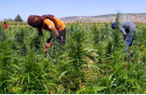 مرة أخرى.. حكومة العثماني تؤجل المصادقة على مشروع قانون القنب الهندي