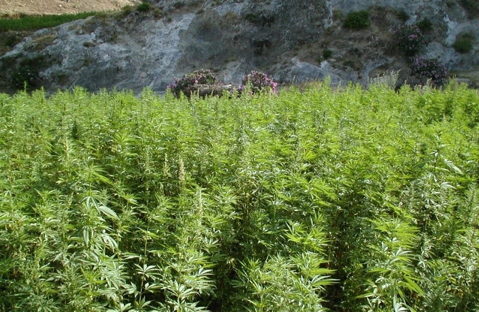 خبير.. استخدام القنب الهندي لأغراض طبية من شأنه أن يسهم في علاج العديد من الأمراض