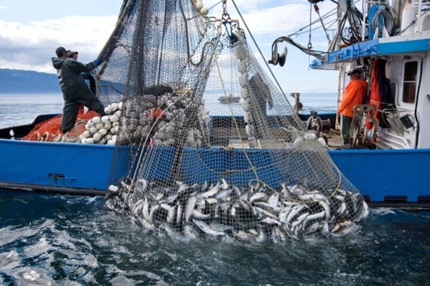 الصيد البحري.. ارتفاع قيمة المنتجات المسوقة  في الربع الأول من 2021