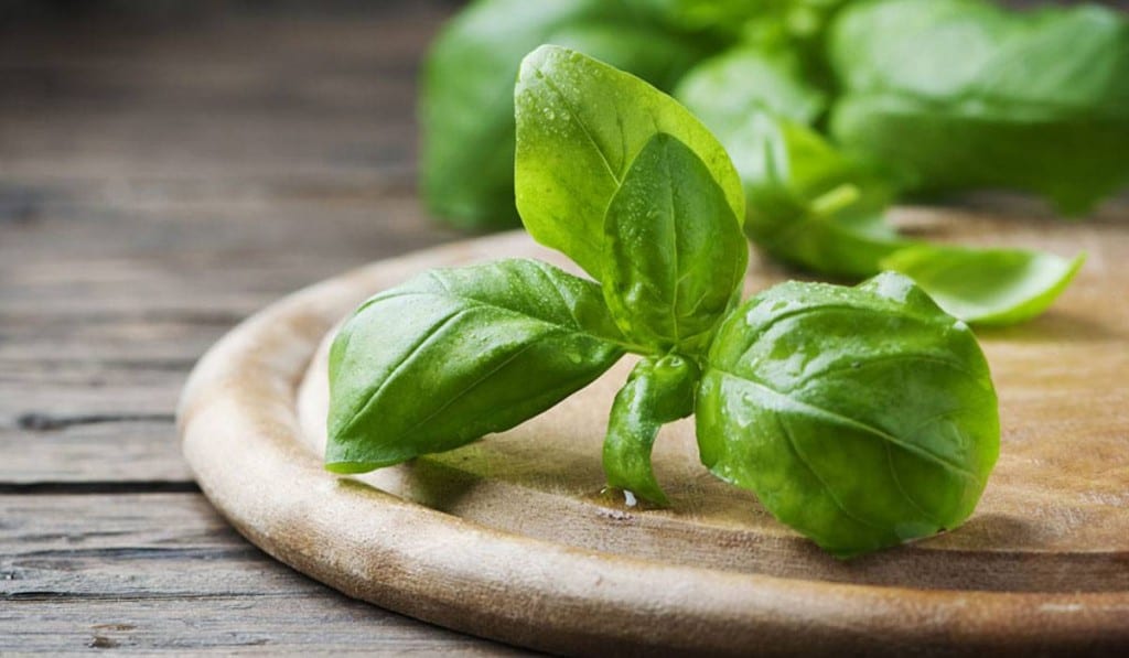 نبات يساعد على استعادة حاسة الشم بعد الإصابة بكورونا