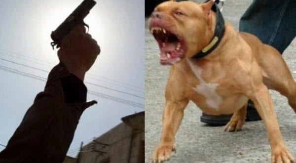 الرصاص الحي لإيقاف قاصر هاجم “البوليس” بكلب شرس