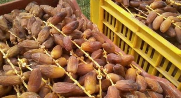 أسواق التمور بالدار البيضاء.. دينامية تجارية مقيدة بقلة الطلب وأجواء الجائحة