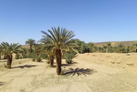 آسا الزاك.. توزيع 2000 فسيلة نخيل من نوع “المجهول” على عدد من الفلاحين