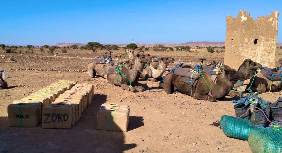 (معدل) زاكورة.. حجز طن و200 كيلوغرام من الحشيش محمولة على ظهر قافلة من الجمال