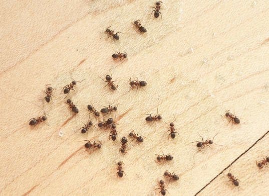 إليك سيدتي.. ثلاثة طرق منزلية آمنة للقضاء على الحشرات