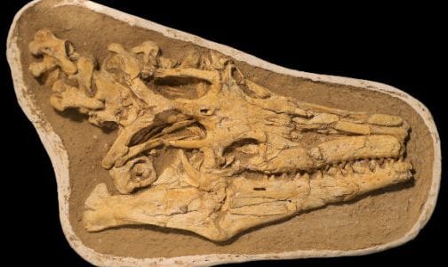 اكتشاف نوع جديد من السحالي البحرية: المغرب يعزز مكانته كـ”فردوس لعلماء الأحافير”