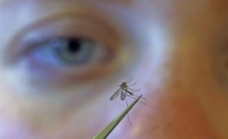 في تجربة غير مسبوقة.. إطلاق بعوض معدّل وراثيا في أمريكا
