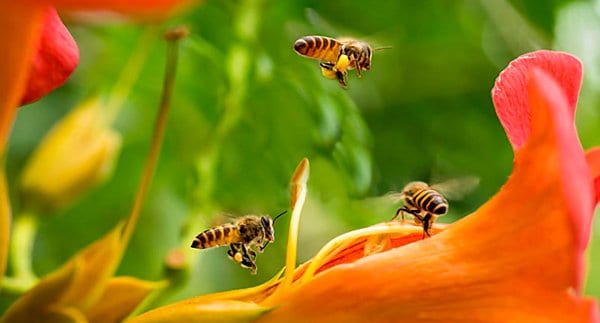 النحل.. هذه الملقحات الضرورية للأمن الغذائي