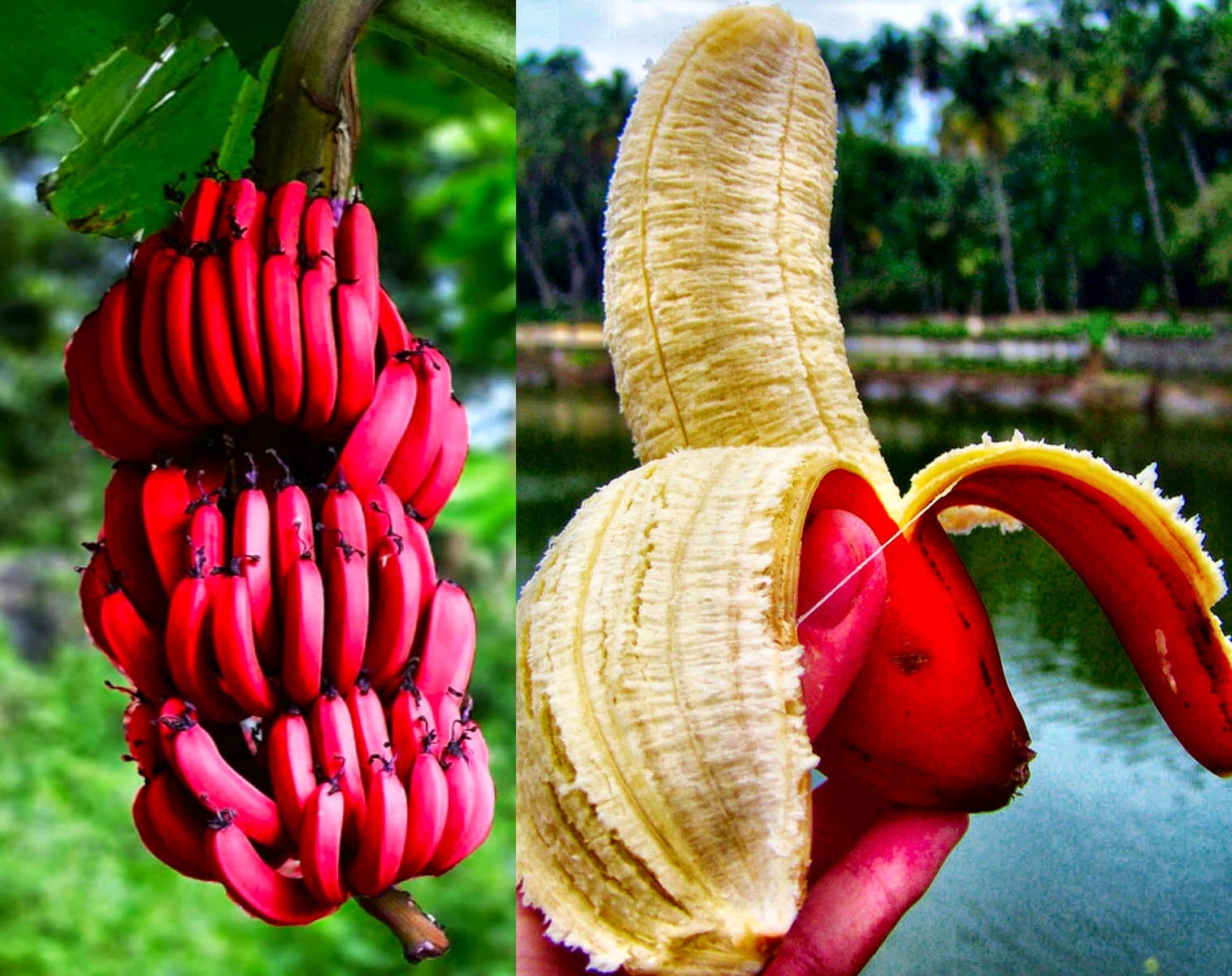 هل سمعتم عن الموز الأحمر من قبل؟ .. اليكم فوائده