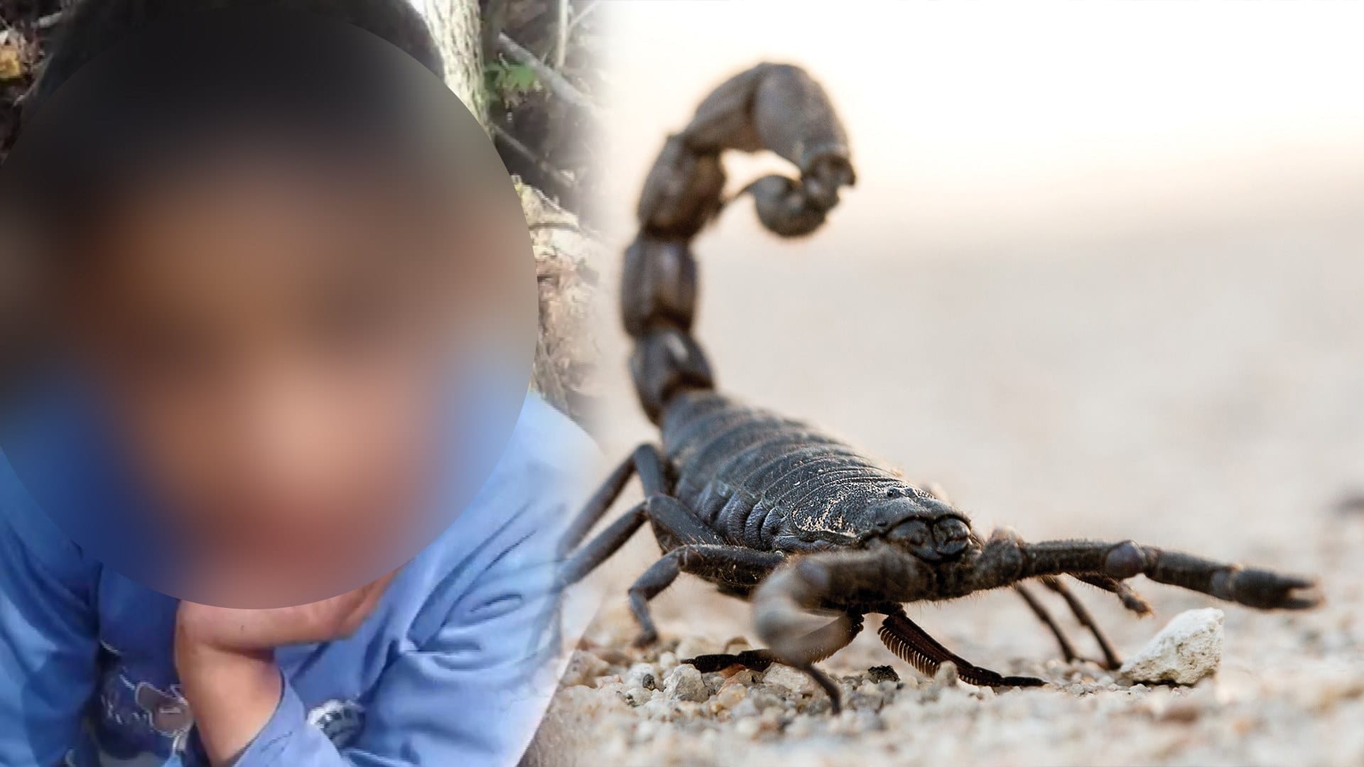 الحوز. مصرع طفل في “مولاي براهيم” بسبب لسعة عقرب سامة