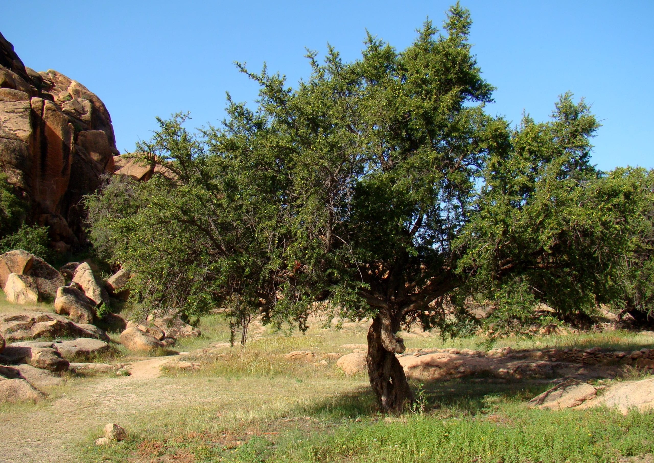 منظمة الصحة العالمية: شجرة أرگان مثال حيّ على المقاربة الشمولية الضرورية لتحقيق التنمية المستدامة