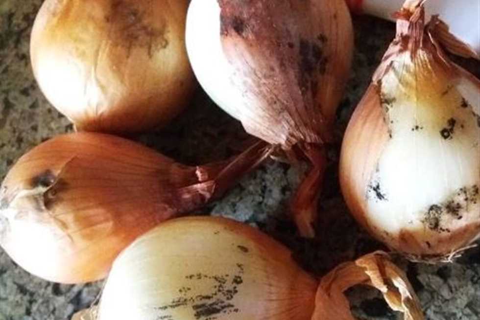 خبير زراعي يوضح الفرق بين العفن الأسود بالبصل والفطر الأسود