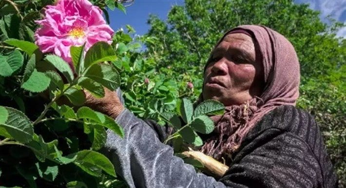 بني ملال.. مدينة مغربية تحارب البطالة بزراعة الورود