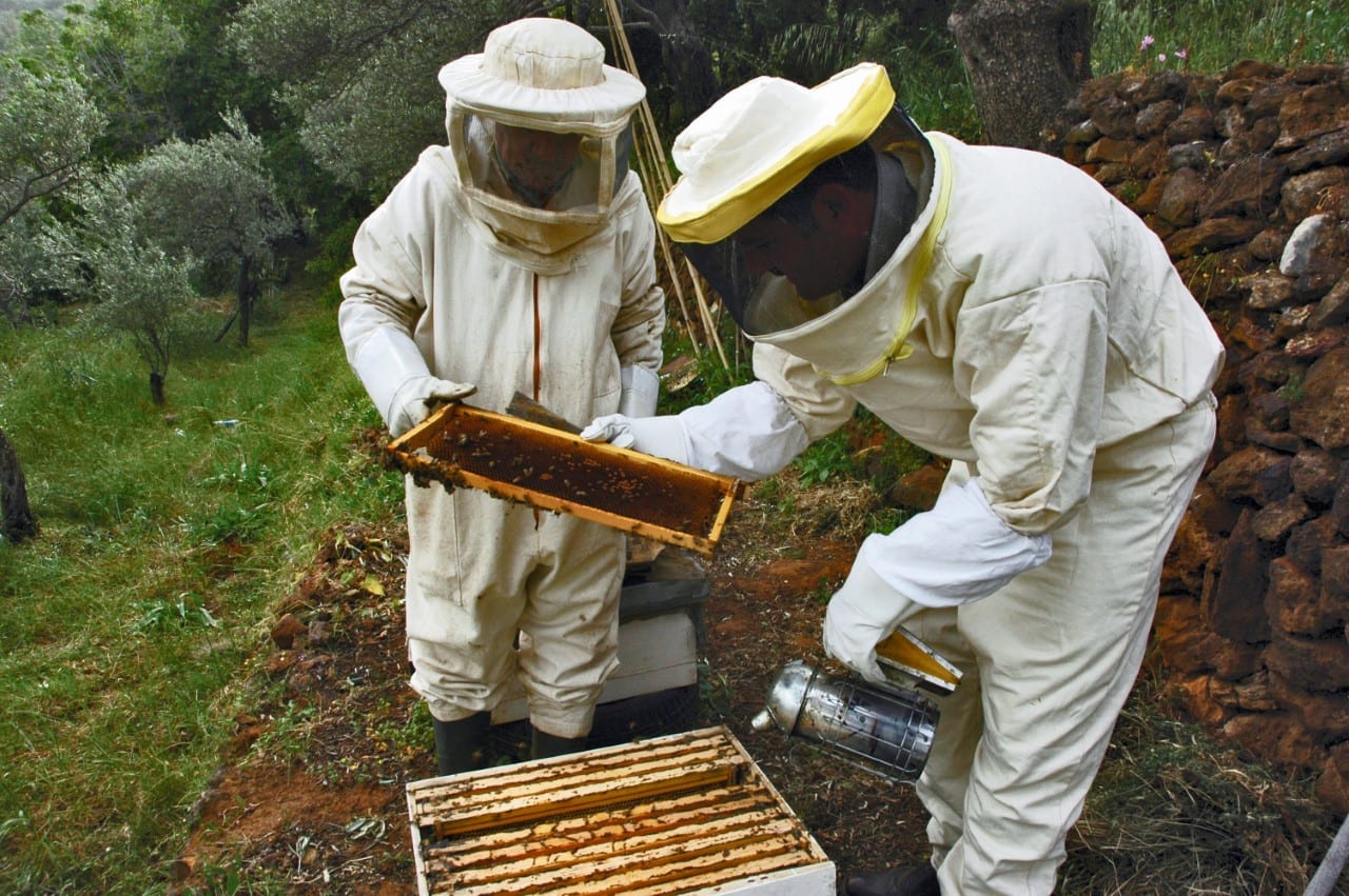 تربية النحل كرافعة للتنمية الاقتصادية والاجتماعية في العالم القروي