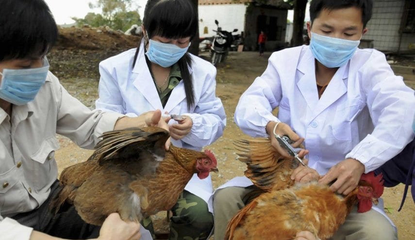 الصين تسجل أول إصابة بشرية بسلالة من إنفلونزا الطيور