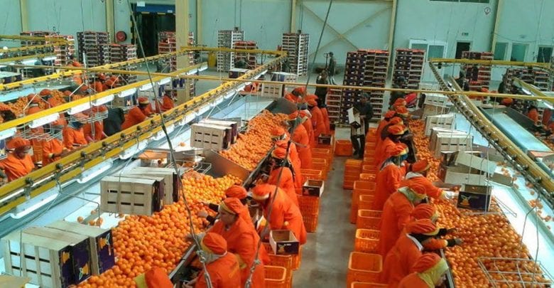 سلسلة الحوامض : إبراز نموذج التجميع الفلاحي لضيعات زنيبر ببركان