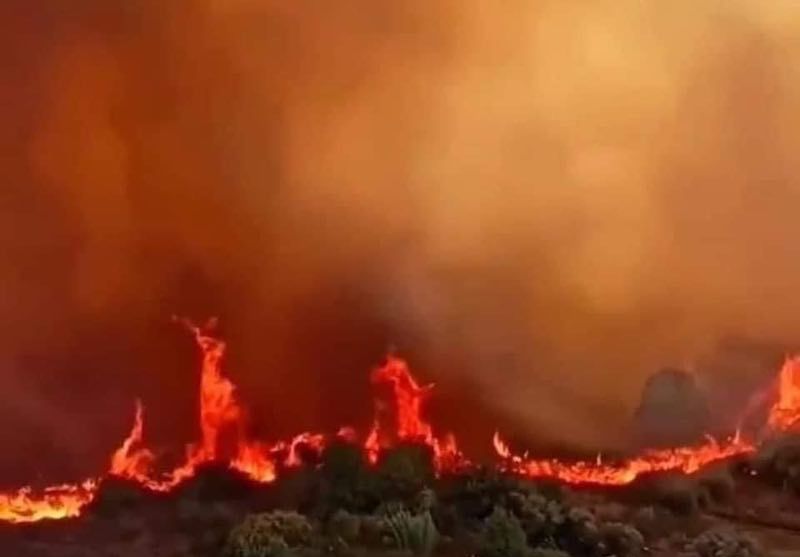 الجزائر.. ارتفاع ضحايا حرائق الغابات إلى 65 شخصا