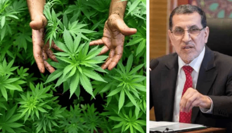 مجلس الحكومة يصادق على مشروع مرسوم يتعلق بالاستعمالات المشروعة للقنب الهندي