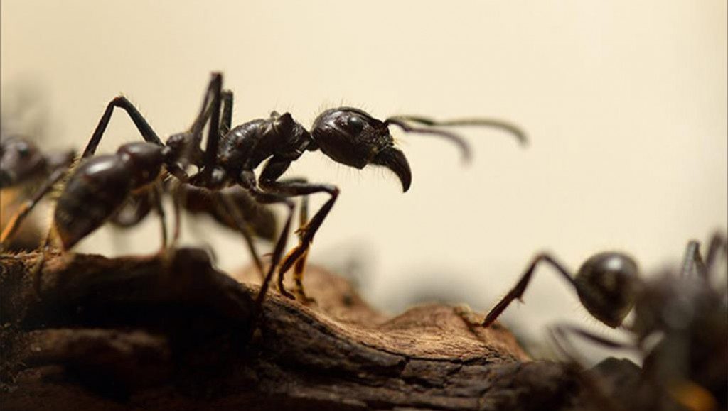 النمل..ما سر قوة “فكي” هذا المخلوق الصغير العجيب