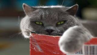 دراسة تكشف ارتباط القطط بهذا المرض الخطير