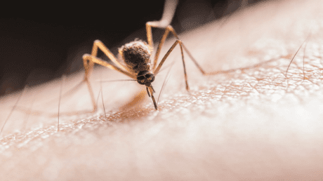 اكتشاف هام.. إيقاف انتشار الملاريا عبر خداع البعوض
