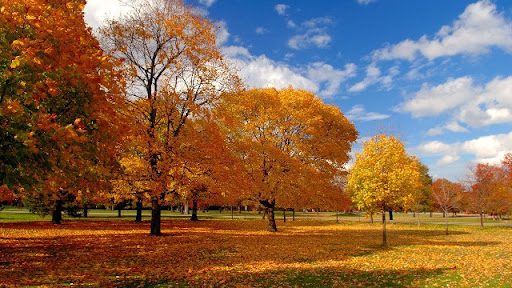 ها علاش.. يتغير لون أوراق الأشجار في الخريف؟