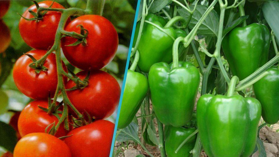مكتب “أونسا” يوضح حقيقة ظهور مرض نباتي بالفلفل والطماطم