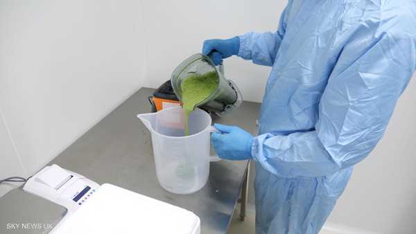 اعتمادا على أوراق التبغ.. علماء يطورون لقاحا مضادا لـ”كورونا”